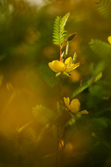 Yellow Wildflower stem in Ohio Field