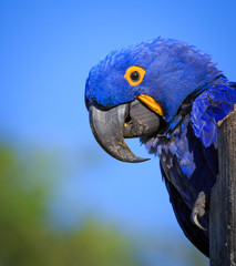 Endangered Bule hyacinth macaw of Brazil.CR2