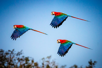 Three red and green macaws flying against blue Brazillian sky.tif © Jo
