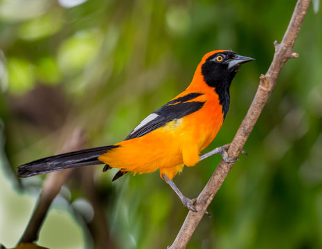 orange backed troupial of Brazil.