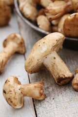 pied de mouton mushroom