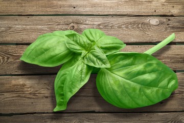 Basil leaves on wooden background