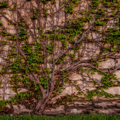 Vine or Tree on Wall