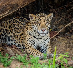 Fototapeta na wymiar Endangered jaguar of Pantanal, Brazil.