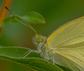 Yellow butterfly hiding in the leafs