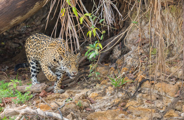 Dangerous jaguar slinks along shoreline in hunt..