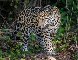Jaguar walks through jungle in Brazil.
