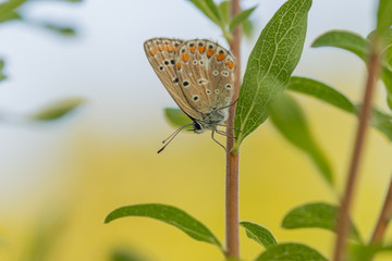 Adonis butterfly enjoying the day in the garden