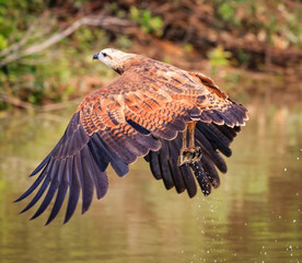 White collared hawk fishing in Pantanal, Brazil.CR2