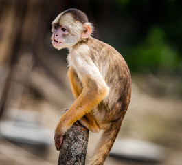 Yellow fronted capuchin monkey sitting on fence post  in Amazon.CR2