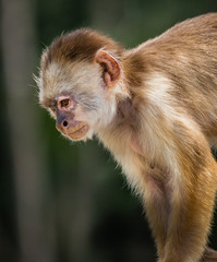 Yellow fronted capuchin monkey looking down.