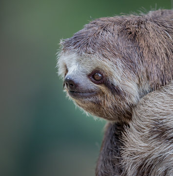 Three Toed Sloth In Brazil.CR2