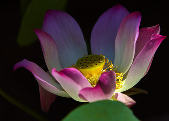 Lotus Detail