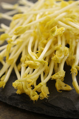 sprouting sweet corn shoots
