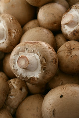 fresh uncooked mushrooms