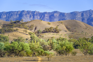 Native vegetation and hills in Flinders Ranges, South Australia