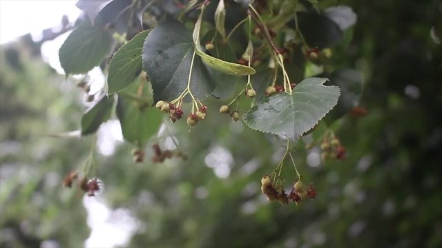 Misletoe and leafs