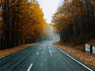 road to forest autumn leaves yellow