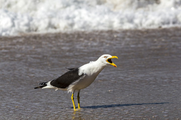 Gaivotão (Larus dominicanus)