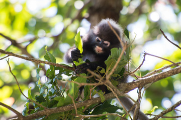 Fototapeta premium Dusky leaf monkey eating leaf