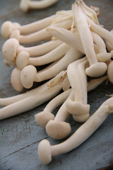 fresh uncooked mushrooms