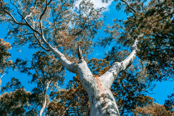 Beautiful native Australian gum tree canopy and blue sky - 216067257