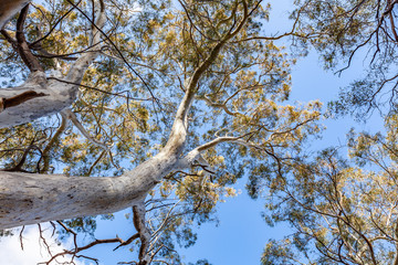 Looking up at eucalyptus tree and blue sky in Australia