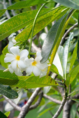 Obraz premium bouquet white plumeria