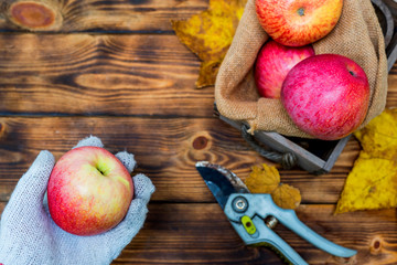 Fall harvest cornucopia. Basket with red apples in the garden. Copy space on wood background in...