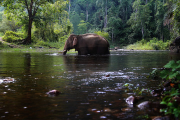 Wild elephant in the beautiful forest at Kanchanaburi province in Thailand, (with clipping path)