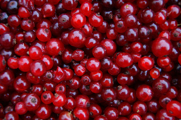 Berry wood sorrel red