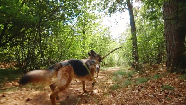 Clip of westpointer and German Shepherd while running in a forest with a stick.