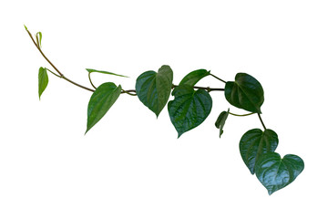 Betel, creeper plant isolated on white background with clipping path included.