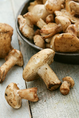 pied de mouton mushroom
