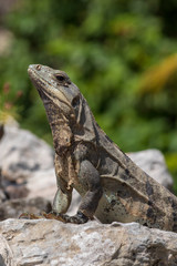 Closeup on lizard. Scaly textured skin shows patches of old skin still peeling off.
