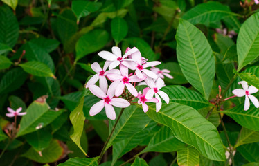 Pink Kopsia (Kopsia fruticosa) flowers in garden