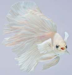 Halfmoon betta fish, siamese fighting fish, Capture moving of fish, Betta splendens