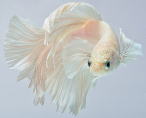Halfmoon betta fish, siamese fighting fish, Capture moving of fish, Betta splendens