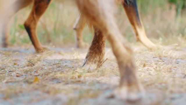 Close-up clip of westpointer and German Sheperd paws while they are walking.
