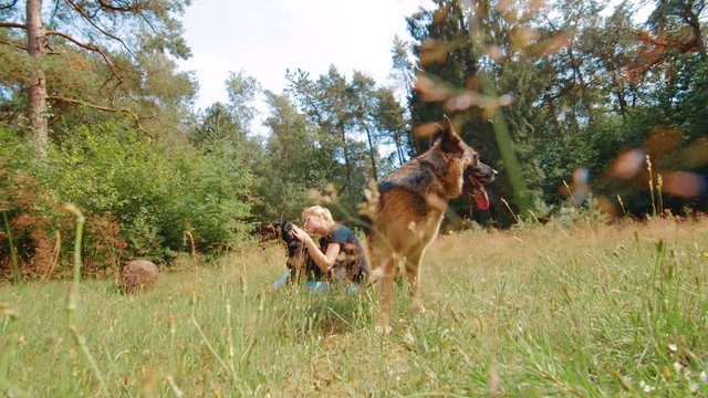 Clip of a girl sitting in a field with westpointer and German Shepherd dogs.