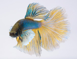 Fototapeta premium Halfmoon betta fish, siamese fighting fish, Capture moving of fish, Betta splendens