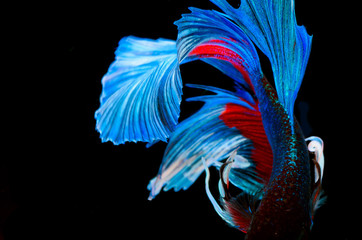 Halfmoon betta fish, siamese fighting fish, Capture moving of fish, abstract background of fish tail