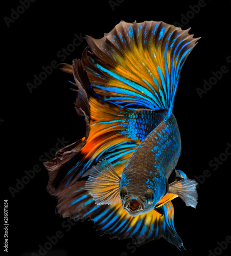 high quality betta fish