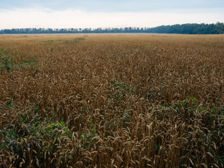 wheat grain field
