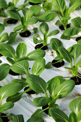 boc choi pac choi vegetable