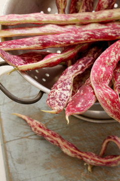 berlotti beans