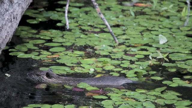 Nutria swimming in a lily filled pond towards a tree in Washington at Steigerwald Wildlife Refuge