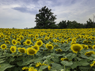  Sunflower field  Farming, Agriculture, organic food, landscape, drone aerial photos.  