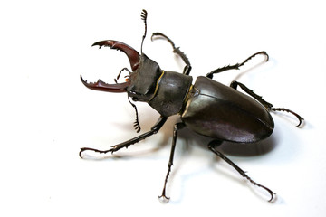stag beetle (Lucanus cervus) on a white background.