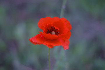 red poppy on a blurred background